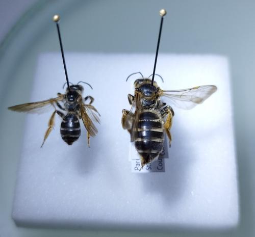 Réf. 336 070 : Halictus quadricinctus